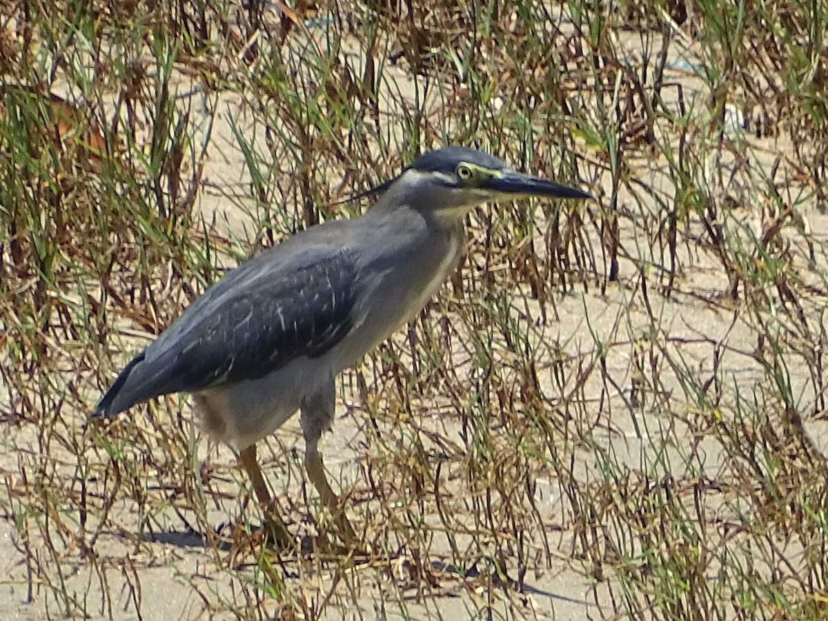 Striated Heron - ML618009899