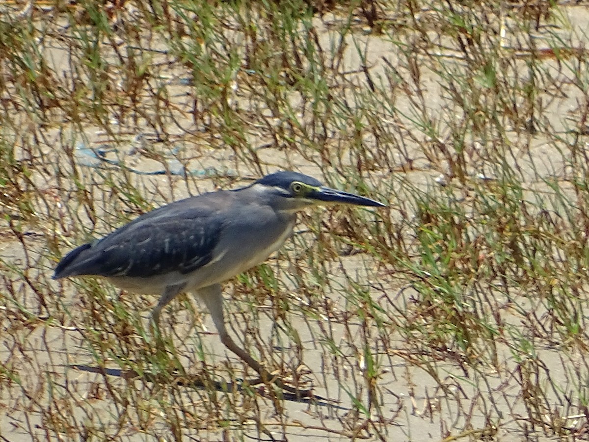 Striated Heron - ML618009901