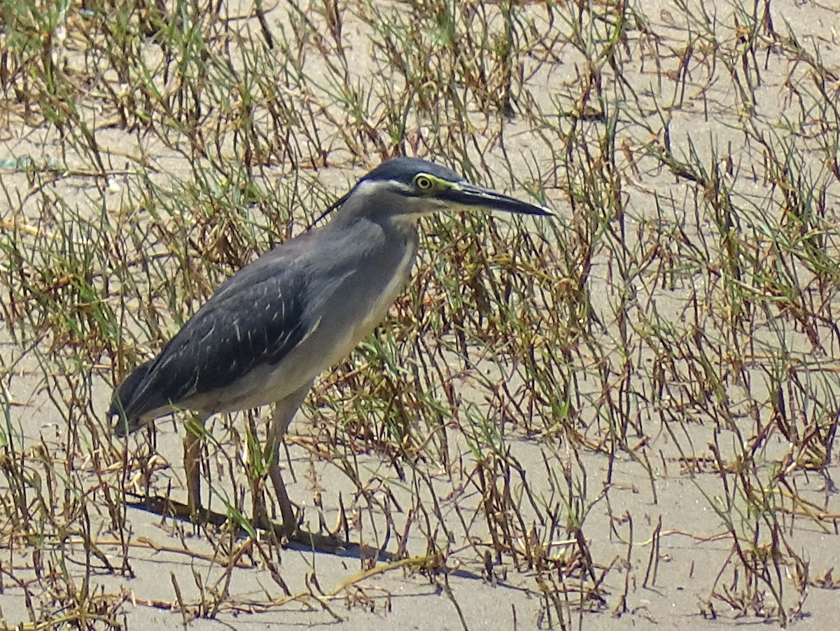 Striated Heron - ML618009903