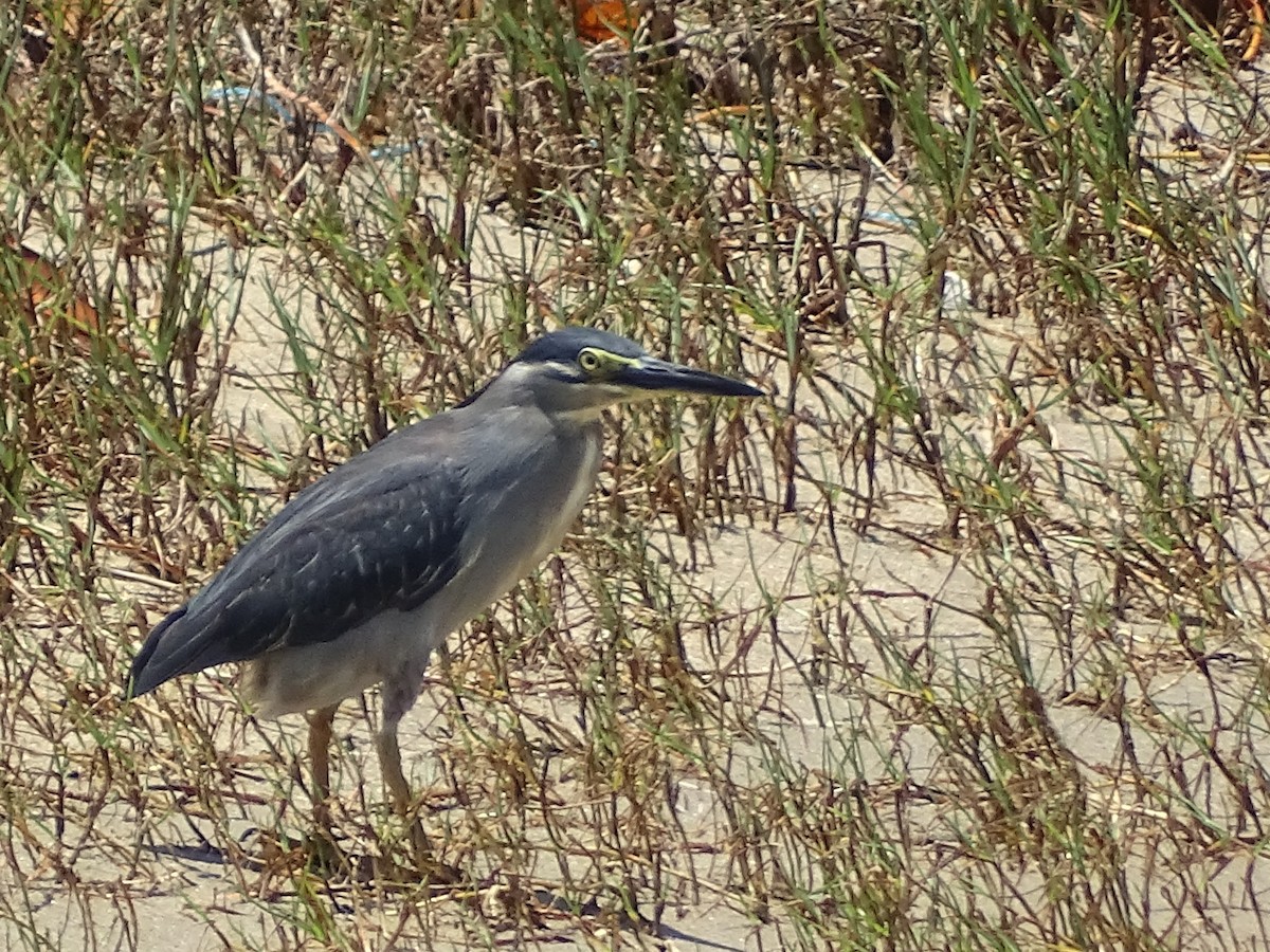 Striated Heron - ML618009905