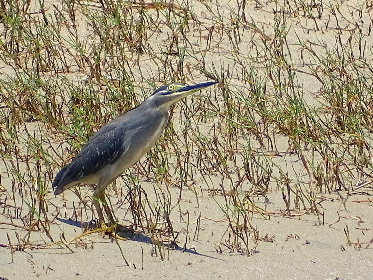 Striated Heron - ML618009908