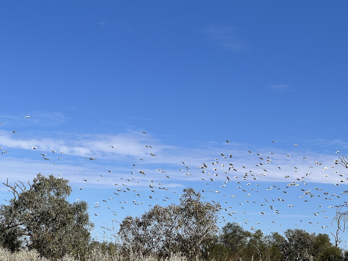 Little Corella - ML618009909