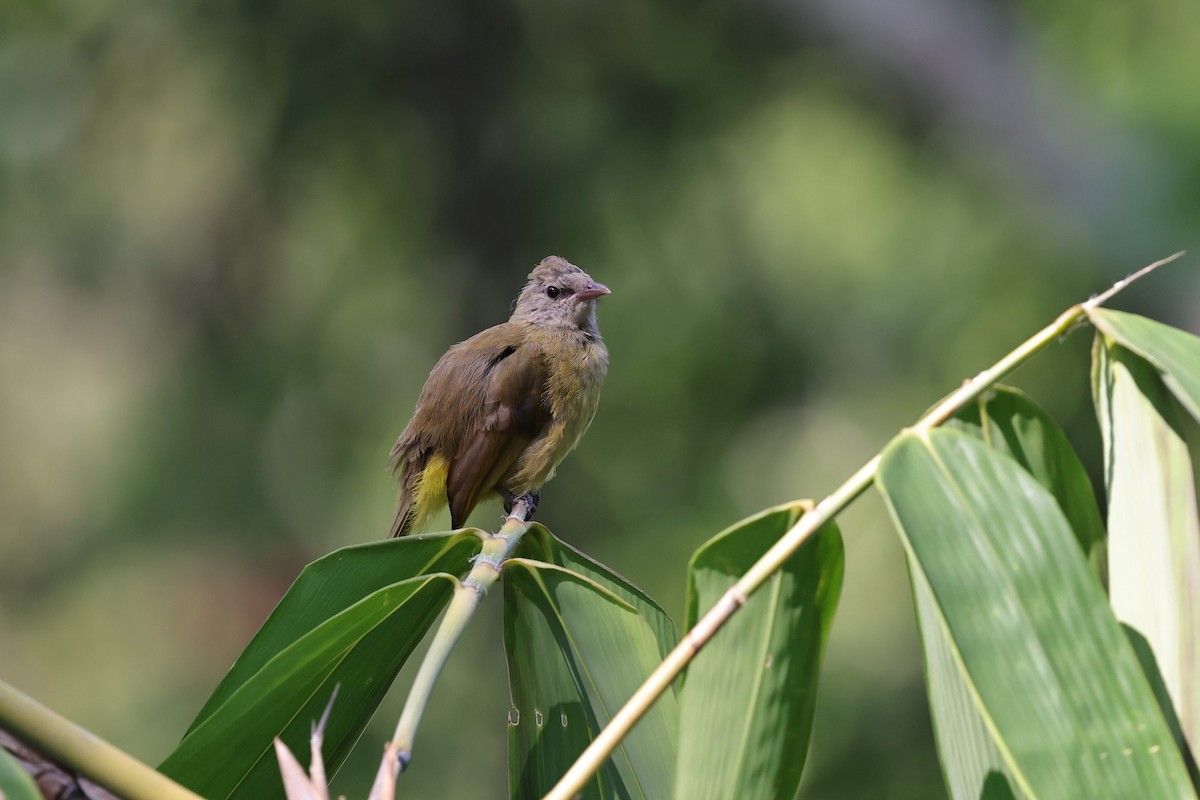 Flavescent Bulbul - ML618009932