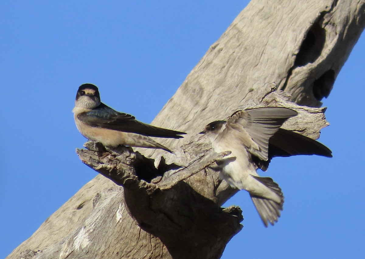 Tree Martin - ML618009941