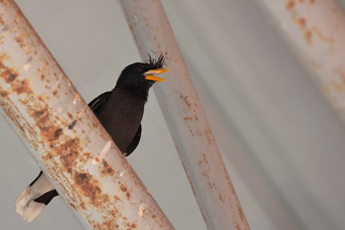 Great Myna - ML618009961