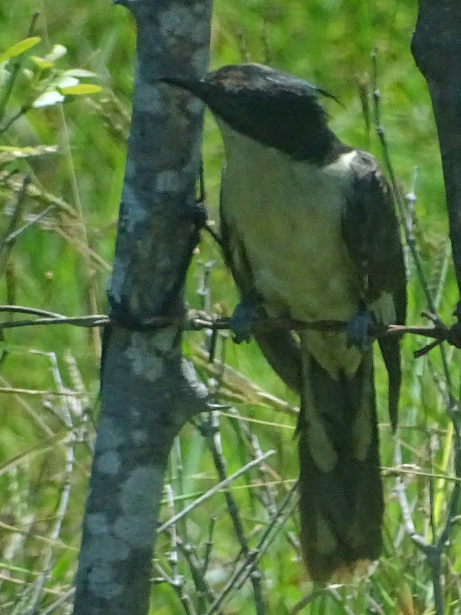 Pied Cuckoo - ML618009987