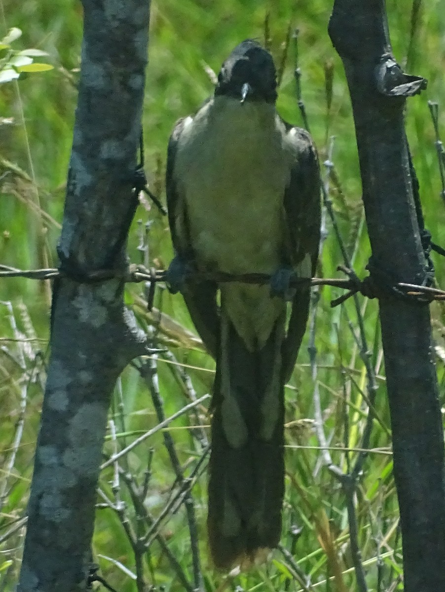 Pied Cuckoo - ML618009989