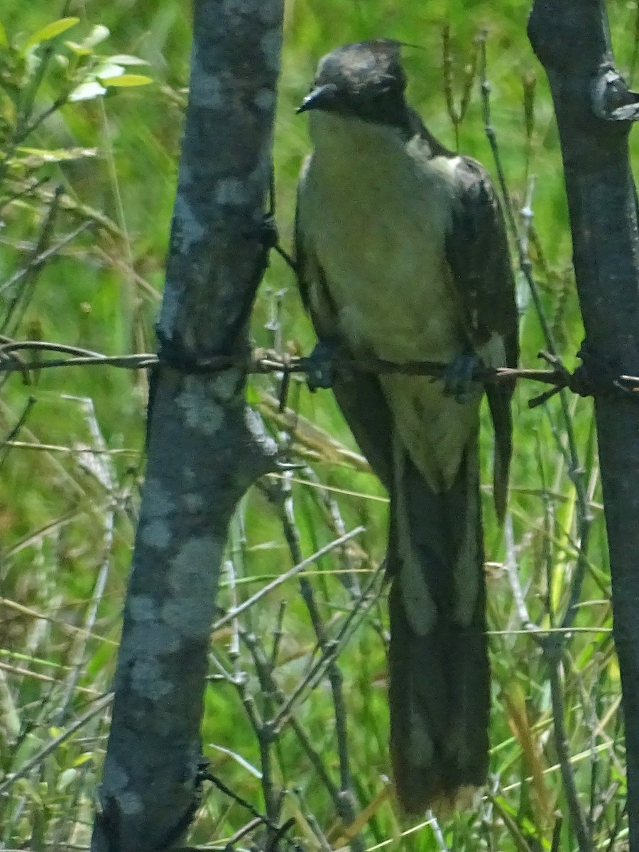 Pied Cuckoo - ML618009994