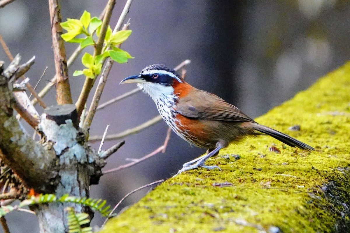 Taiwan Scimitar-Babbler - ML618009997