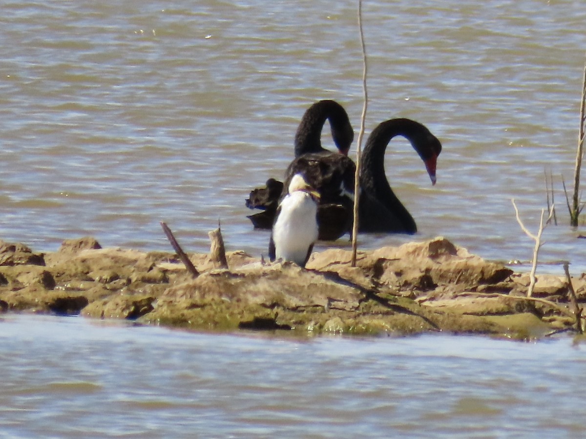 Little Pied Cormorant - ML618010048