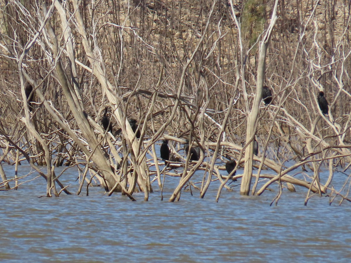 Cormorán Totinegro - ML618010056