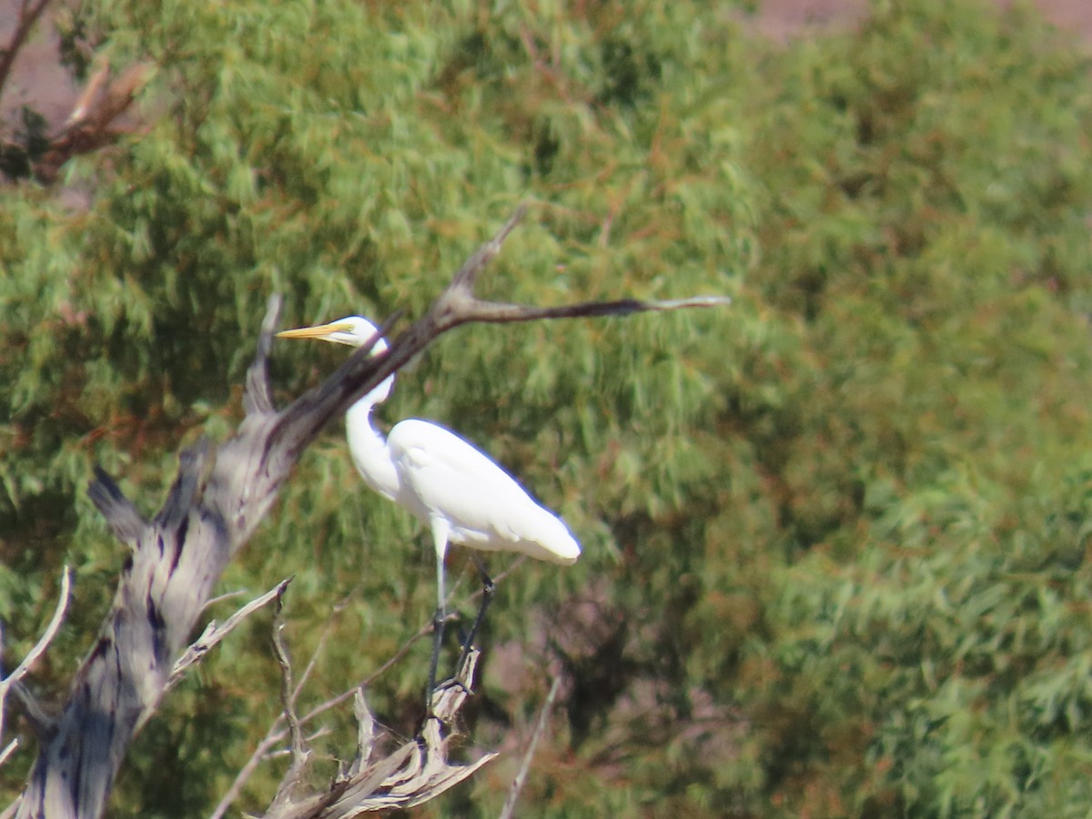 Great Egret - ML618010084