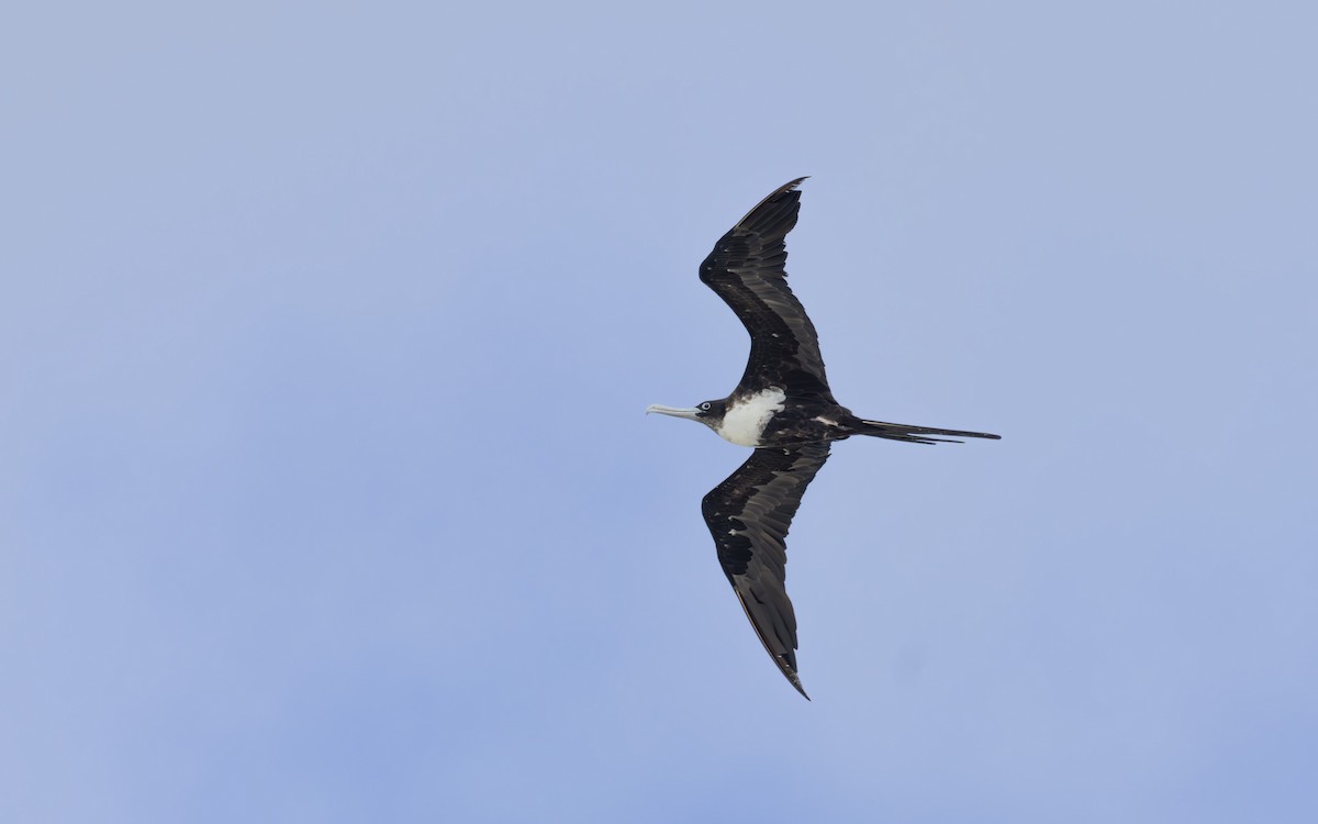 Great Frigatebird - ML618010102