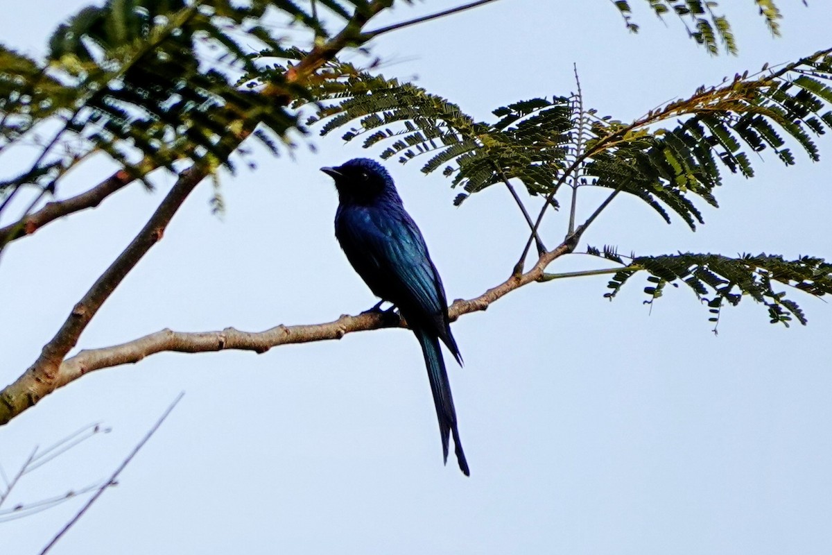 Bronzed Drongo - Haofeng Shih