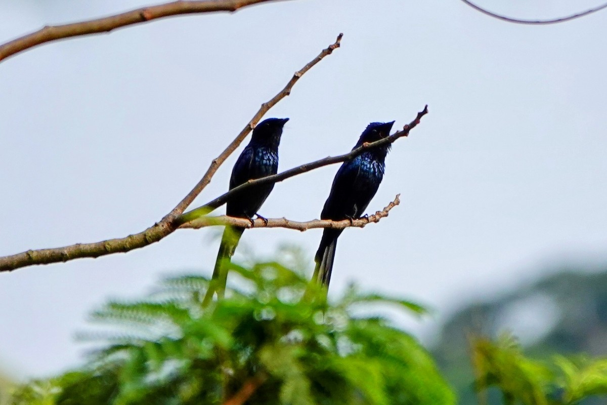 Bronzed Drongo - ML618010124