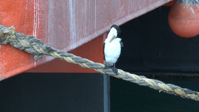 Pied Cormorant - ML618010136