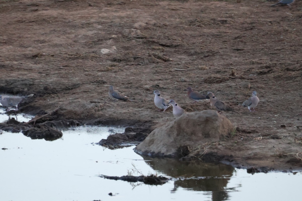 Ring-necked Dove - ML618010180