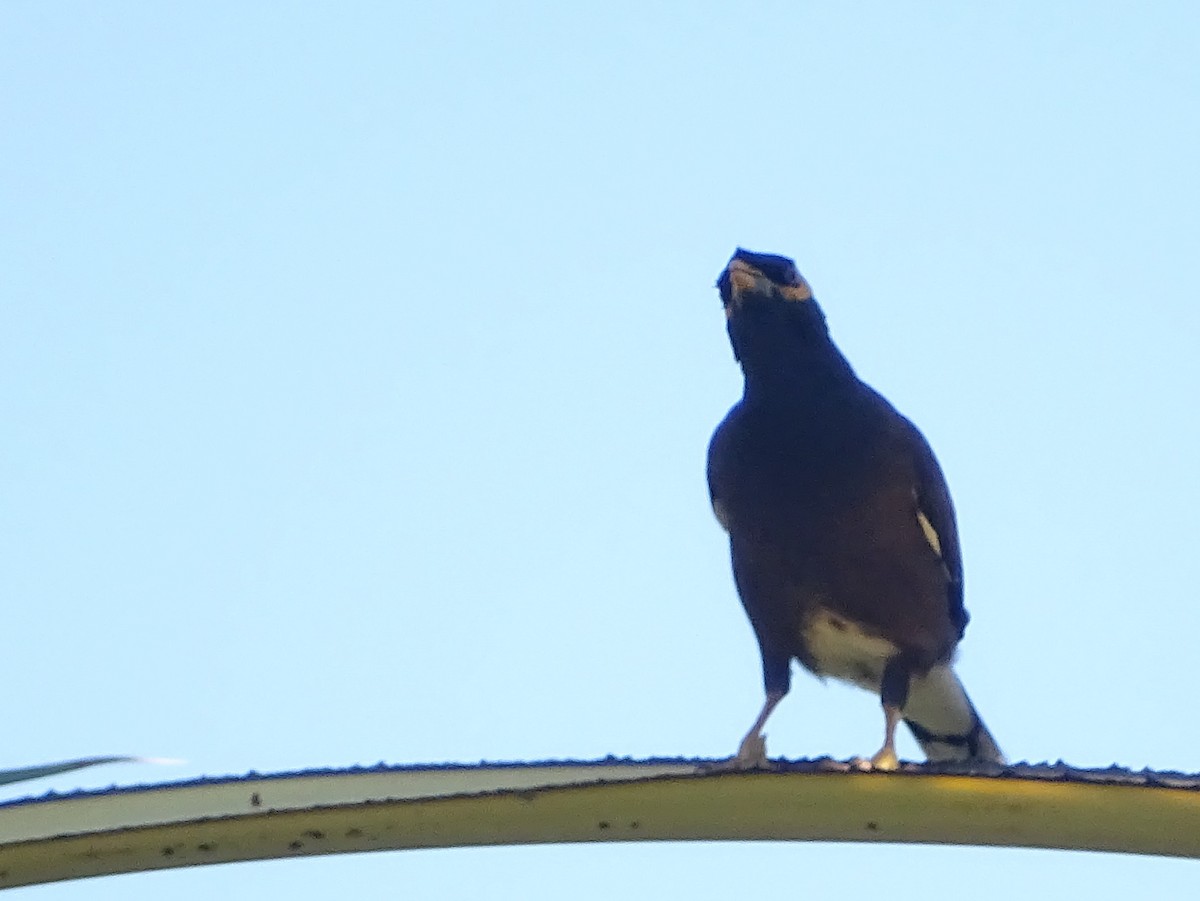 Common Myna - Sri Srikumar