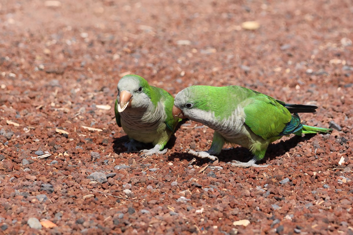 Monk Parakeet - ML618010237