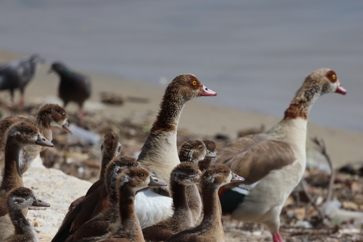 Egyptian Goose - ML618010240