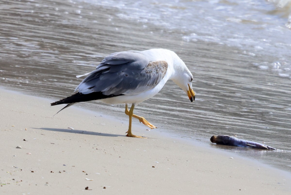 Armenian Gull - ML618010241