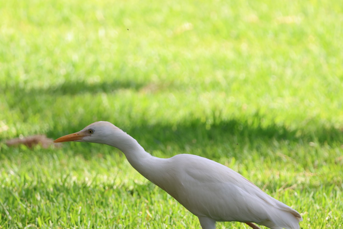 Western Cattle Egret - ML618010242