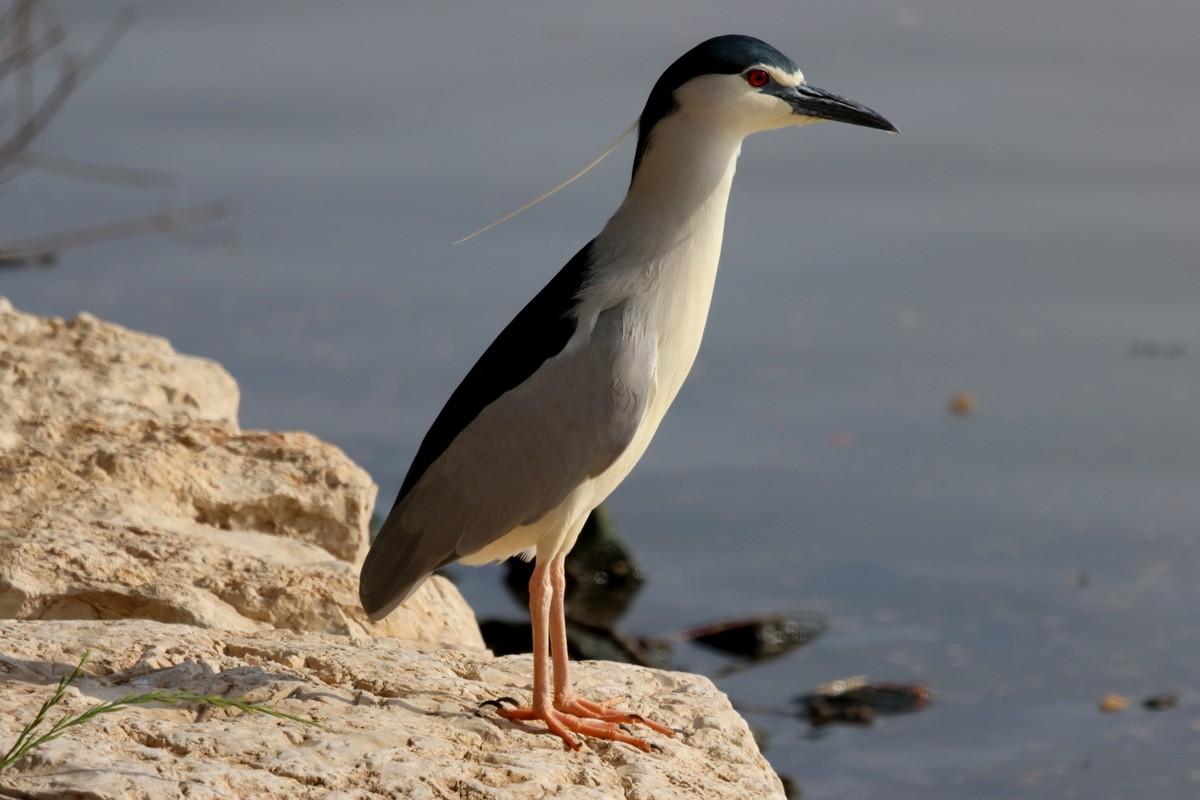 Black-crowned Night Heron (Eurasian) - ML618010243