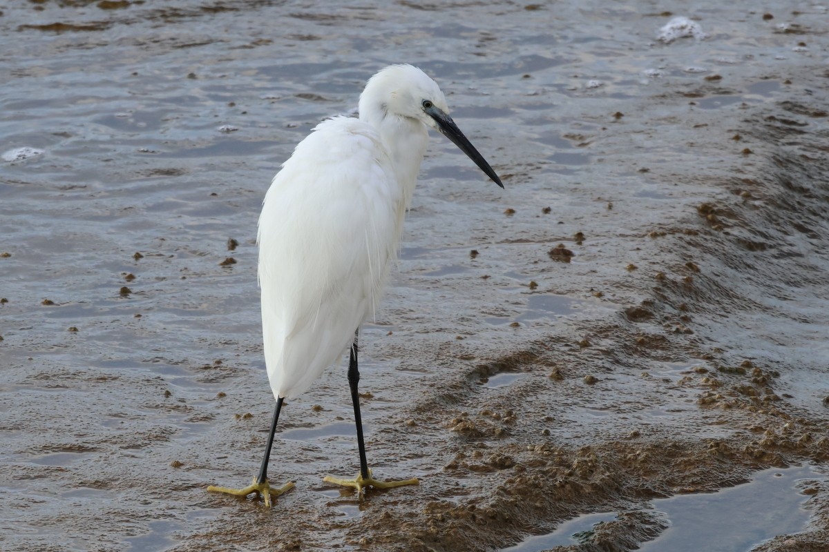 Little Egret (Western) - ML618010245