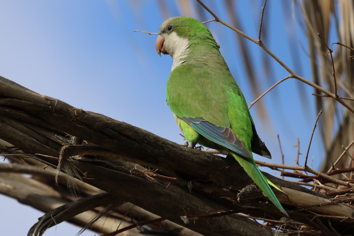 Monk Parakeet - ML618010248