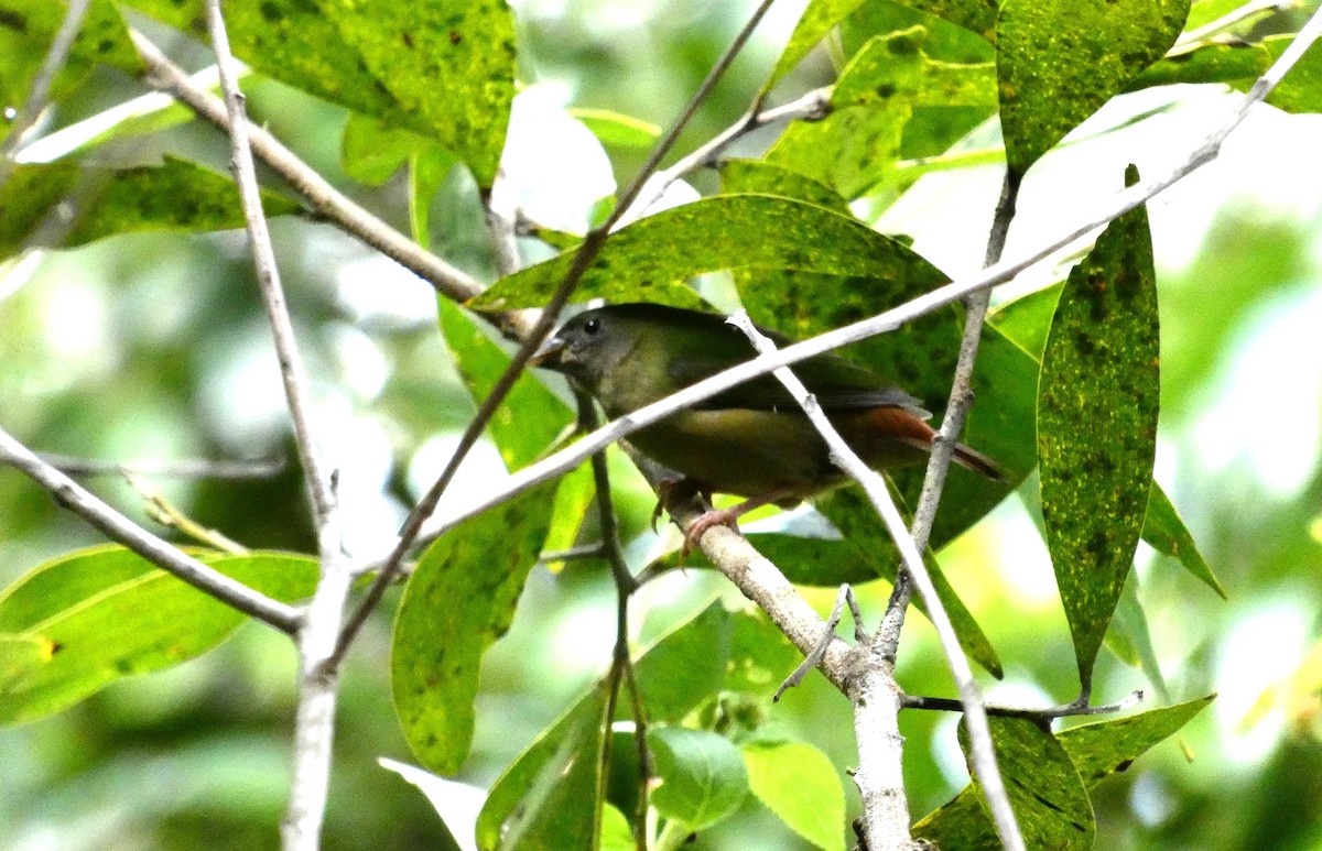 Blue-faced Parrotfinch - Ian Starling