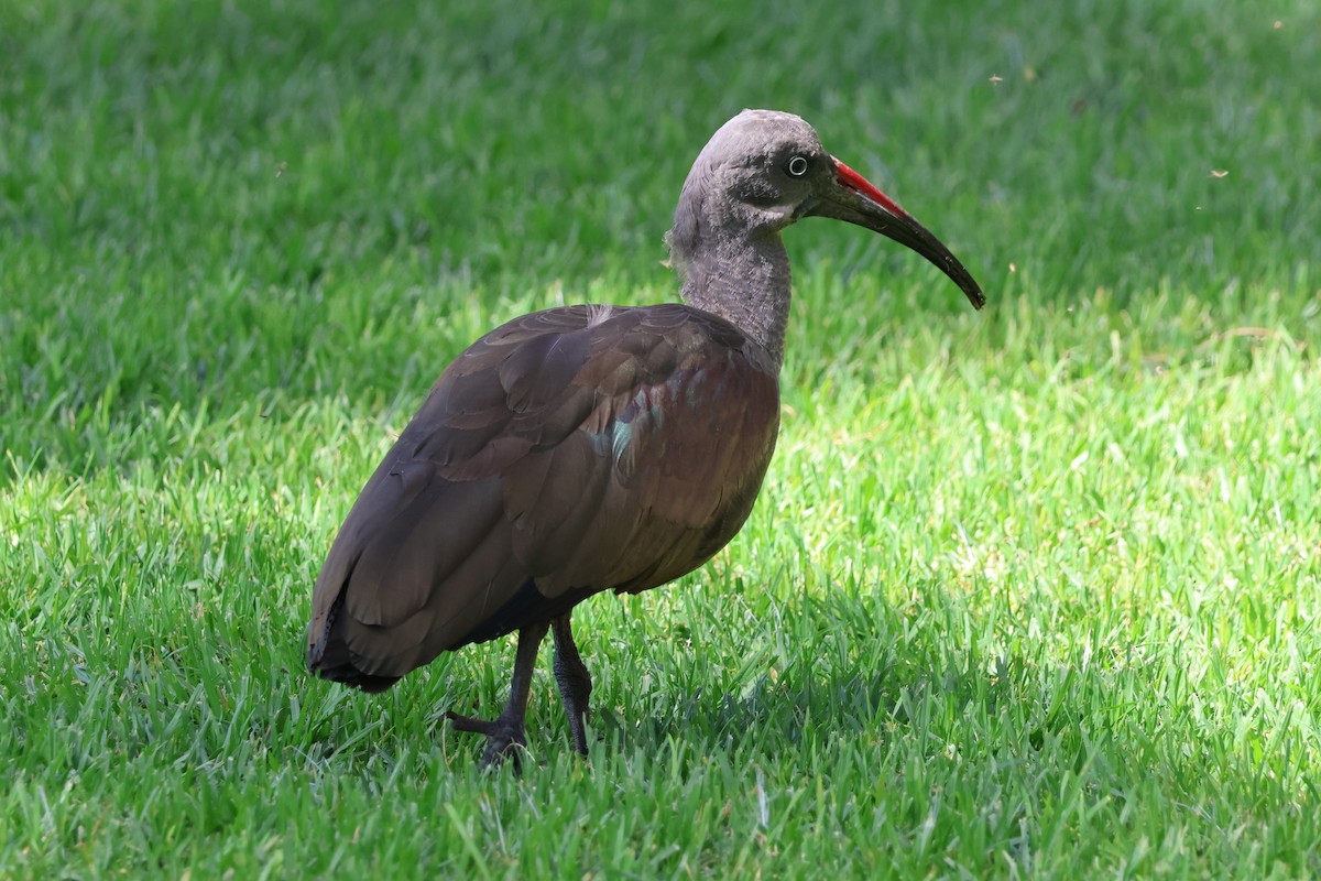 Hadada Ibis - ML618010260