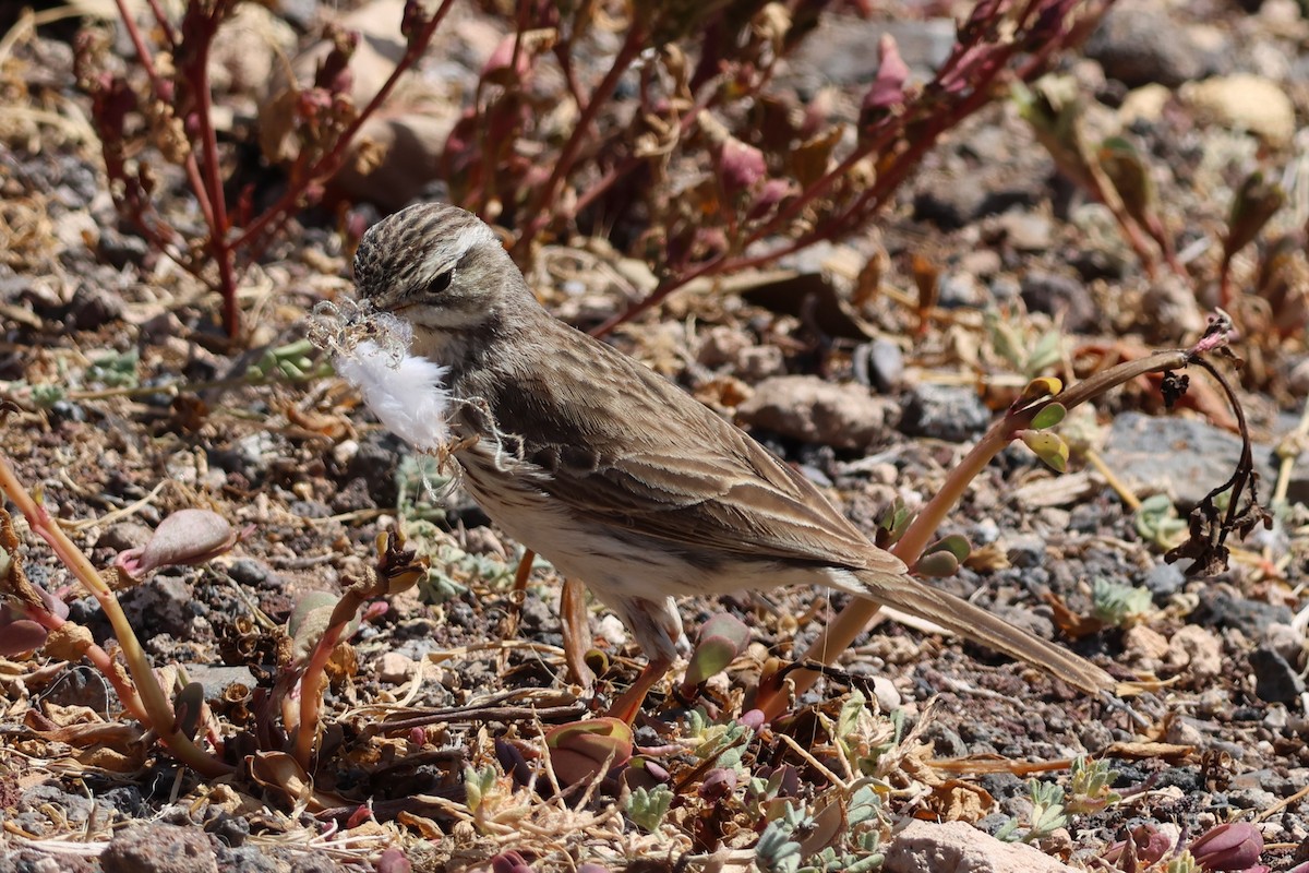 Berthelot's Pipit - Emma Meadows