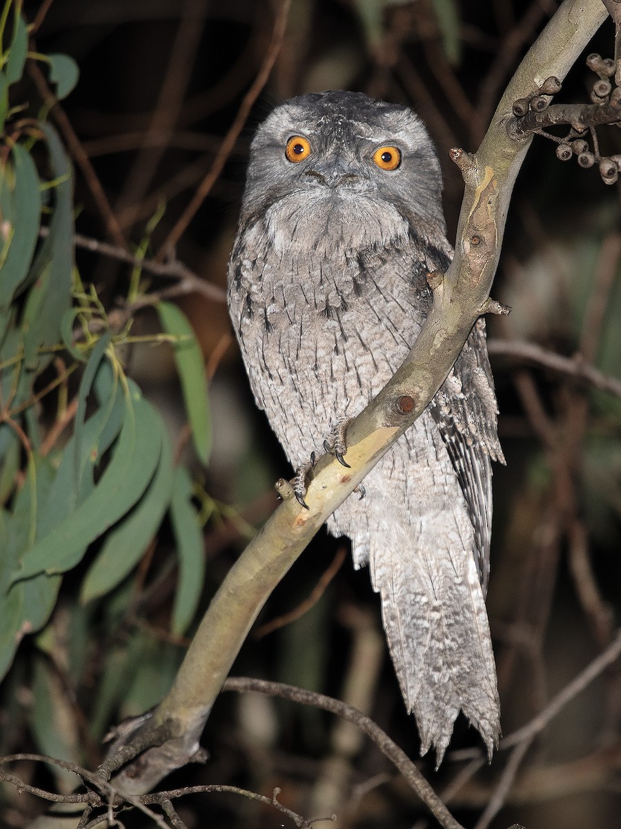 Tawny Frogmouth - Tim Bawden