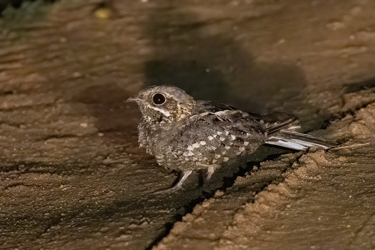 Indian Nightjar - ML618010306