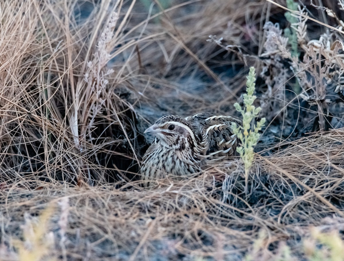 Common Quail - ML618010314