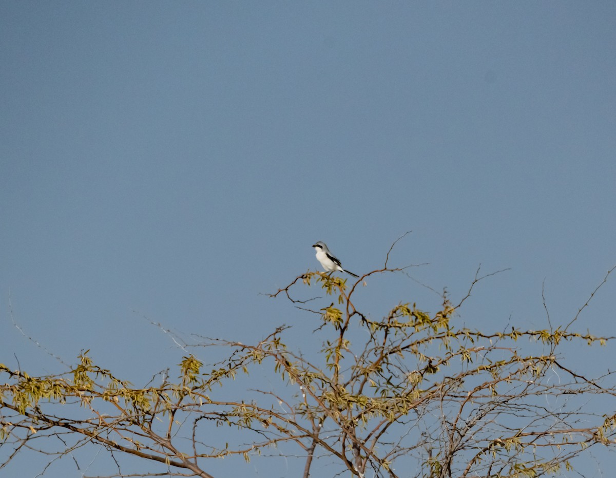 Great Gray Shrike - ML618010320