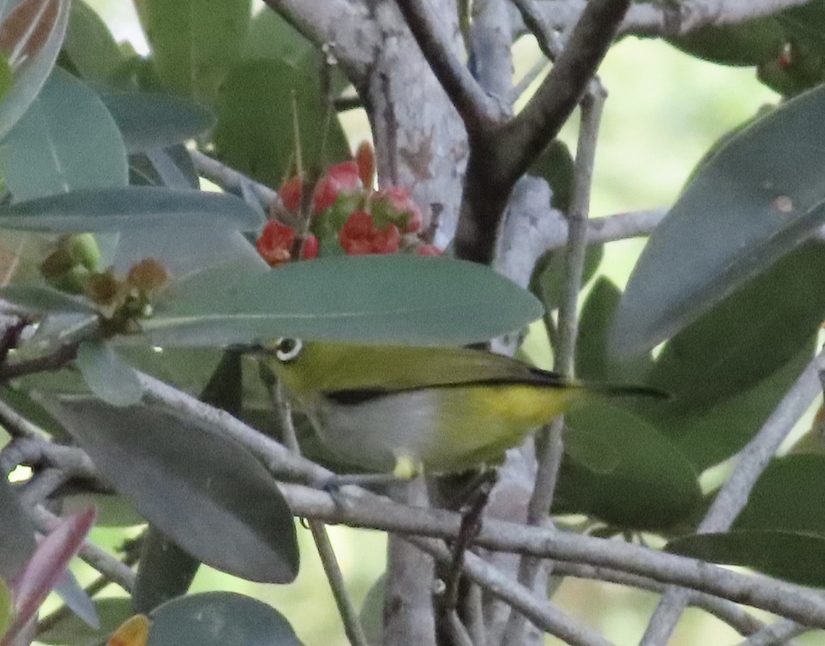 Swinhoe's White-eye - ML618010328