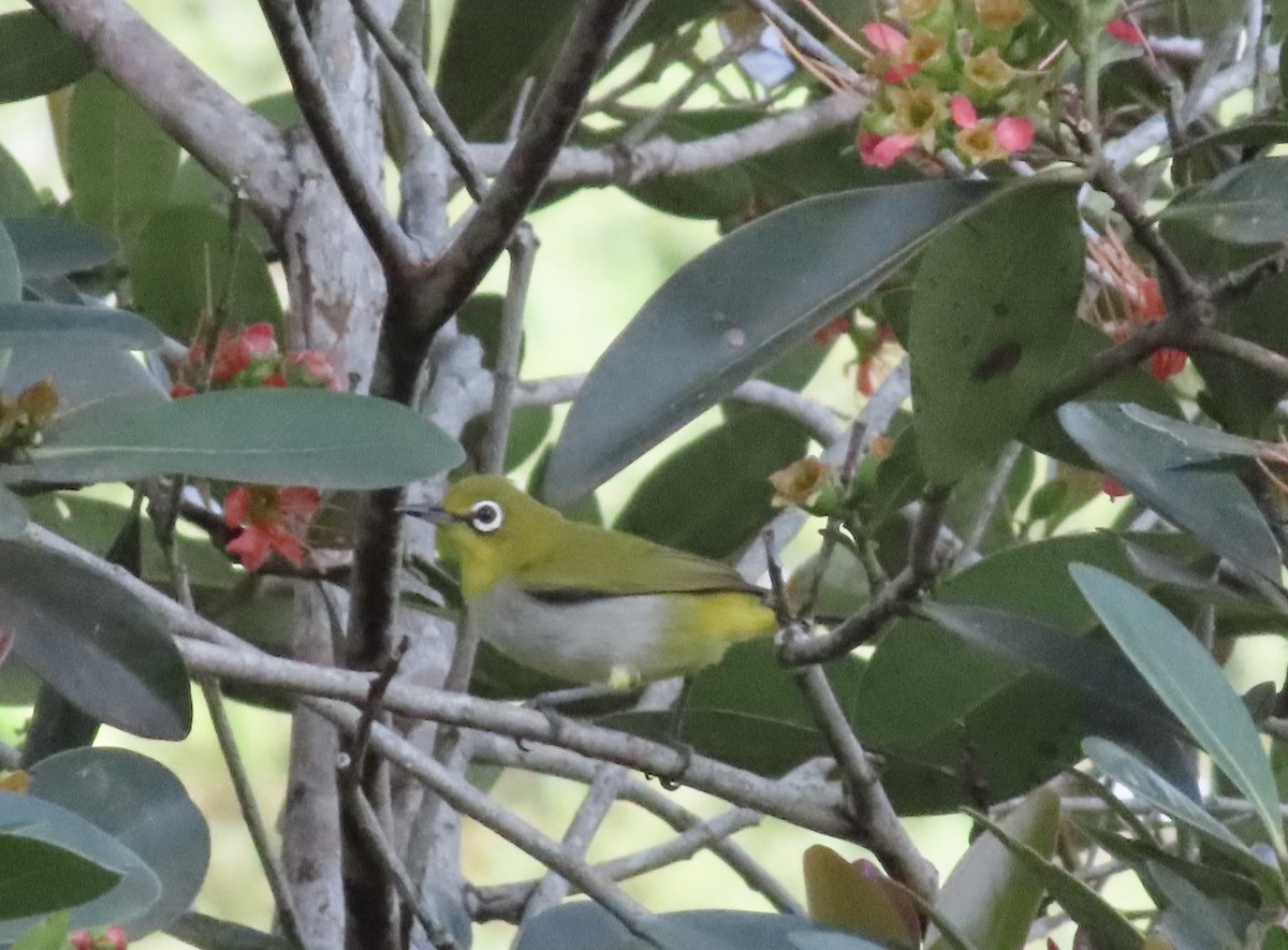 Swinhoe's White-eye - ML618010329