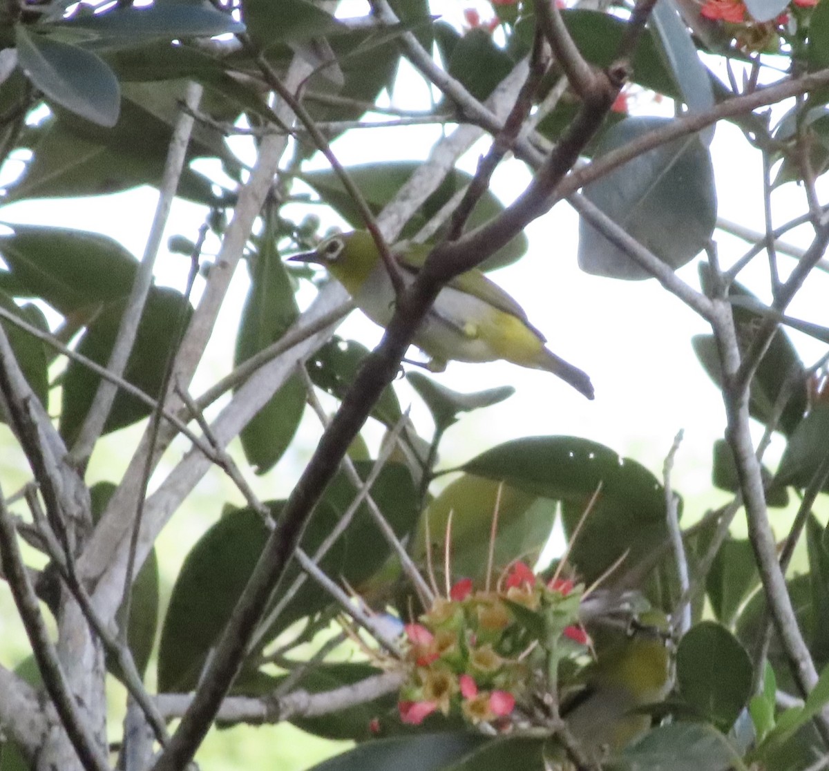 Swinhoe's White-eye - Dominique Dodge-Wan