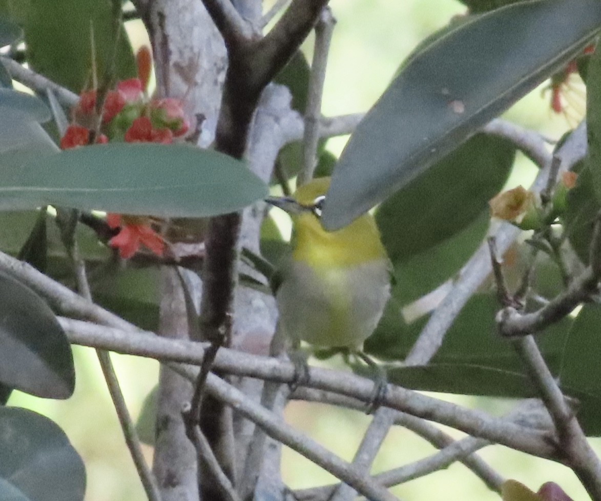 Swinhoe's White-eye - ML618010331