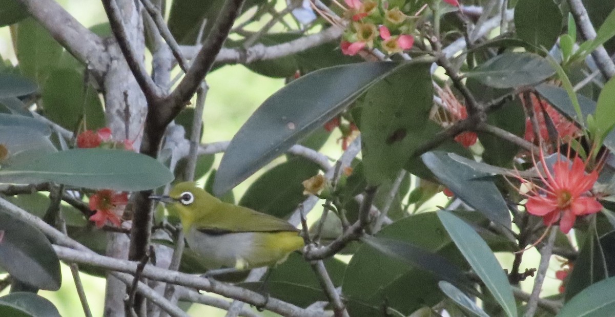 Swinhoe's White-eye - ML618010332