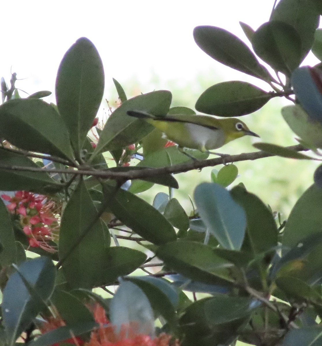 Swinhoe's White-eye - Dominique Dodge-Wan