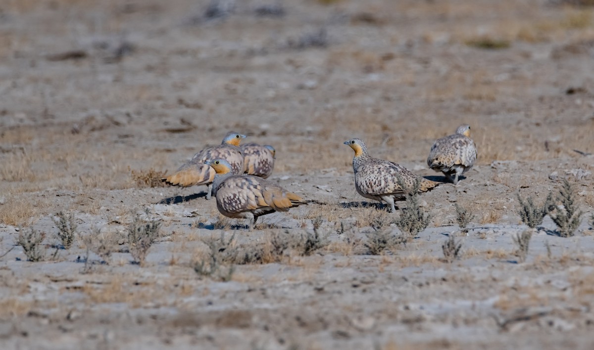 Spotted Sandgrouse - Arun Raghuraman