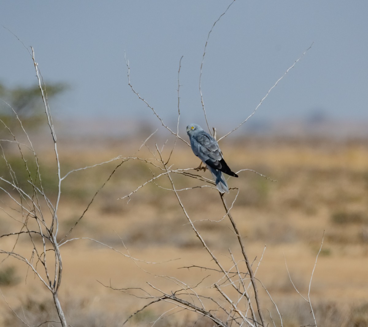 Montagu's Harrier - Arun Raghuraman