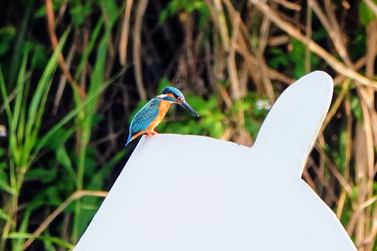 Common Kingfisher - Haofeng Shih