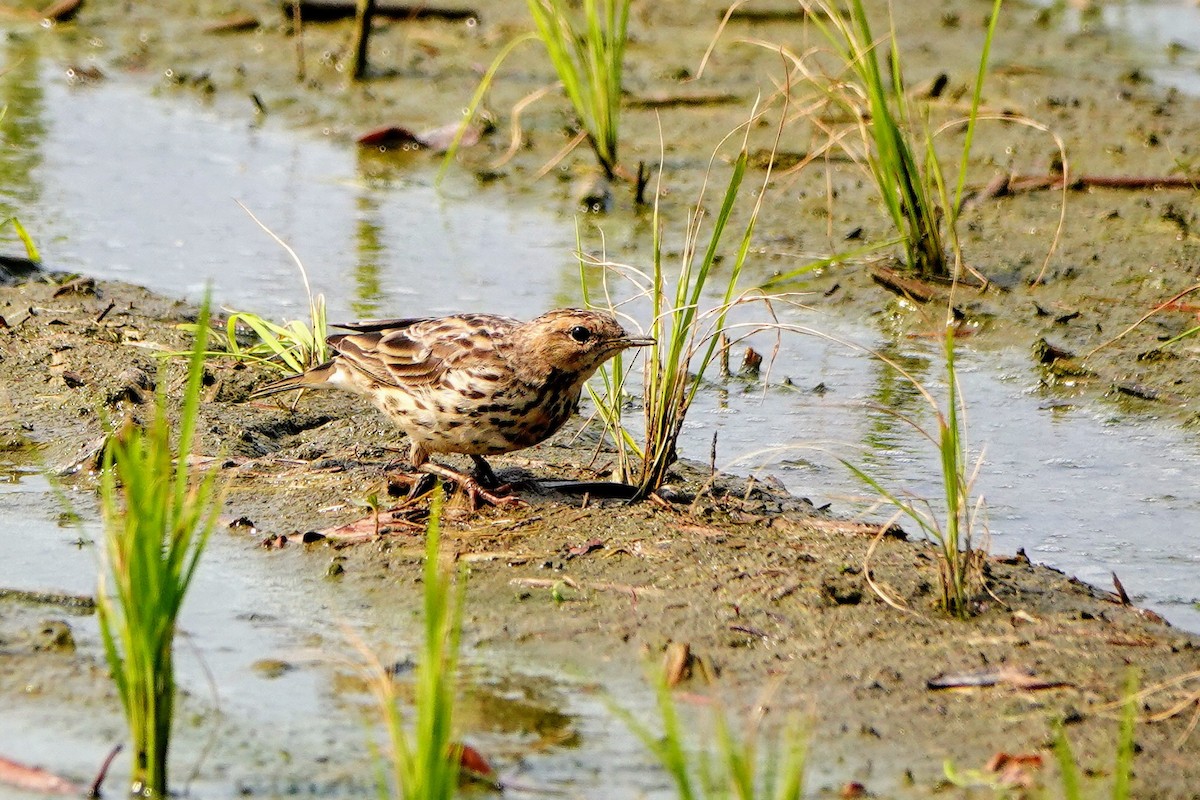 Red-throated Pipit - ML618010407