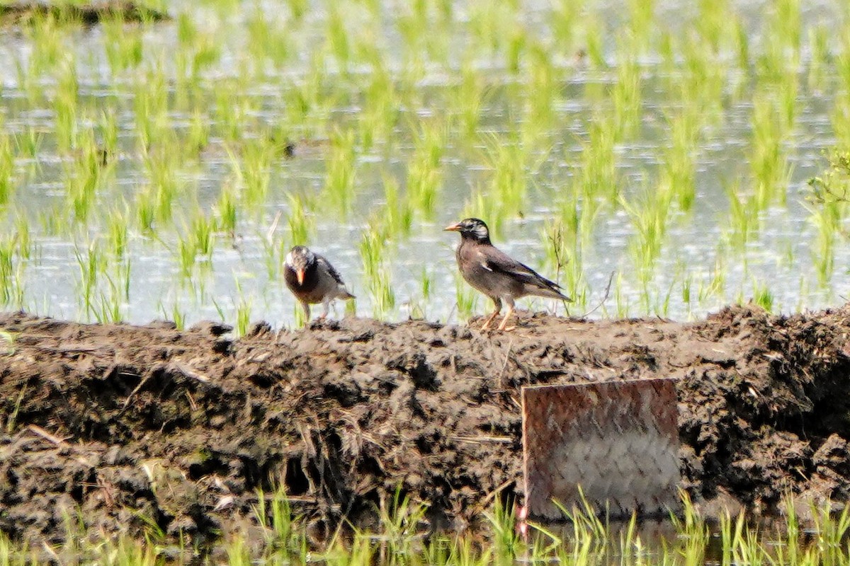 White-cheeked Starling - ML618010412