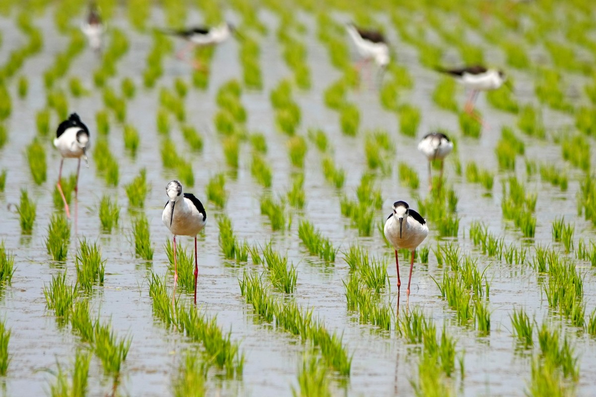 Black-winged Stilt - ML618010433