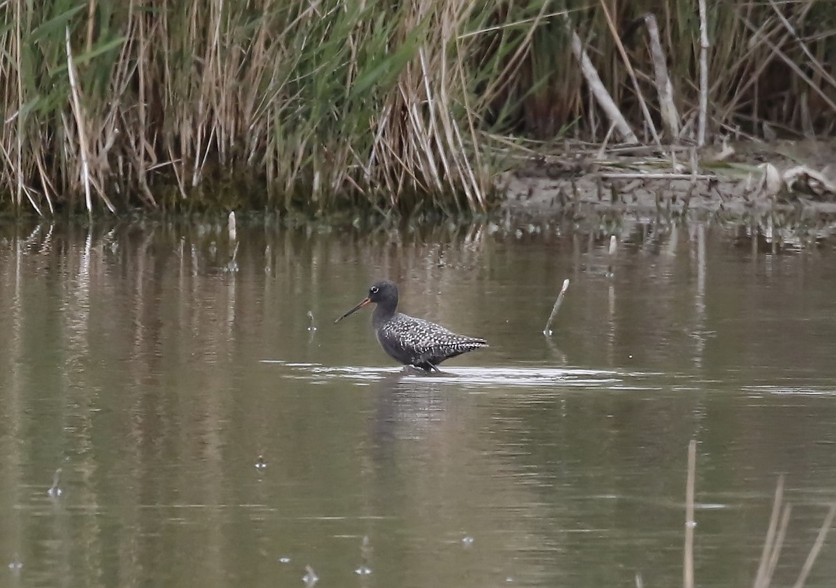 Spotted Redshank - ML618010486