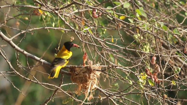 Black-hooded Oriole - ML618010488